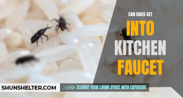 Keeping Bugs Out of Your Kitchen Faucet: Tips and Tricks
