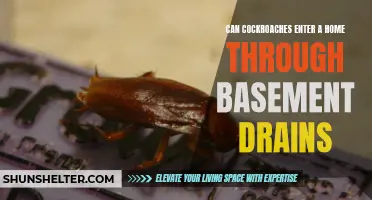 Exploring the Possibility: Can Cockroaches Invade Your Home through Basement Drains?