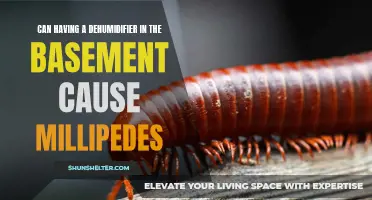 Can Having a Dehumidifier in the Basement Attract Millipedes?