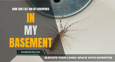Effective Ways to Eliminate Centipedes in Your Basement