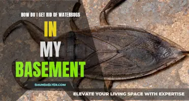 Effective Ways to Eliminate Waterbugs in Your Basement