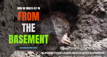 Exploring the Ways Moles Access Basements