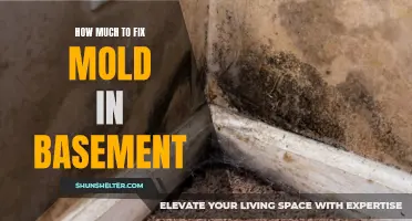 The Cost of Repairing Mold in Your Basement: What to Expect