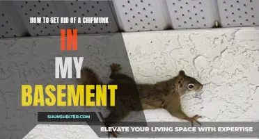 10 Effective Methods to Remove a Chipmunk from Your Basement