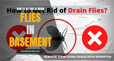 Effective Methods for Eliminating Drain Flies in Your Basement
