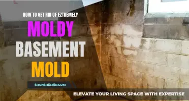 Effective Ways to Eliminate Extremely Moldy Basement Mold