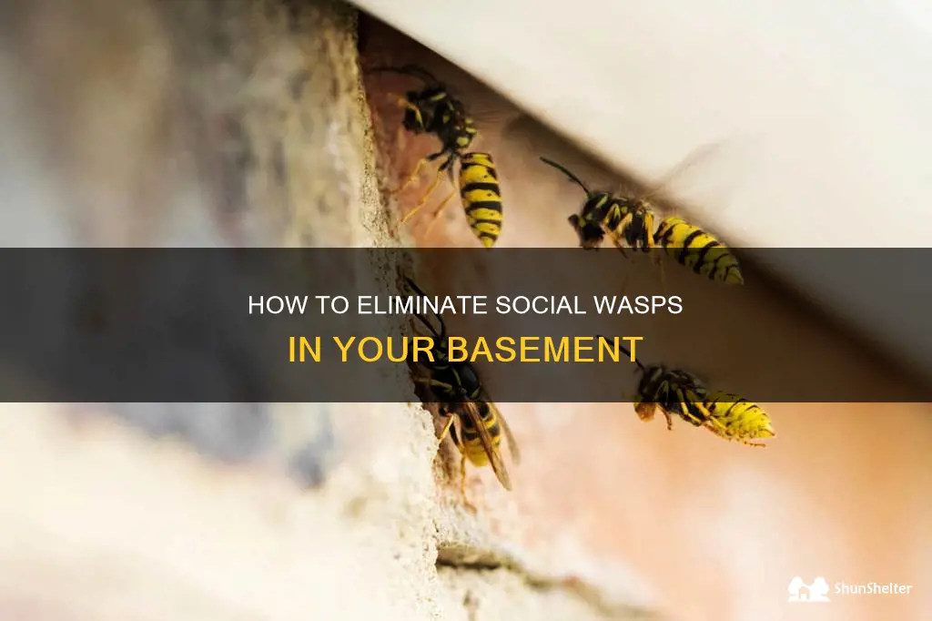 how to get rid of social wasps in my basement