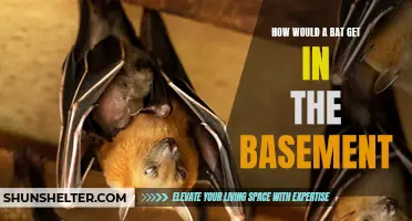 Curious Critter: How Does a Bat Get into the Basement?