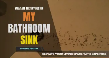 Common Tiny Bugs Found in Bathroom Sinks and How to Get Rid of Them