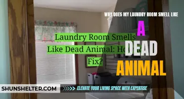 Why Does My Laundry Room Reek of a Dead Animal? Find out the Possible Causes and Solutions